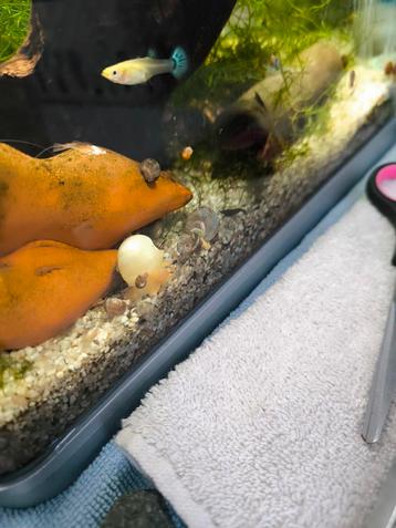 Appelslakken zoeken nieuwe thuis, Dieren en Toebehoren, Vissen | Aquariumvissen