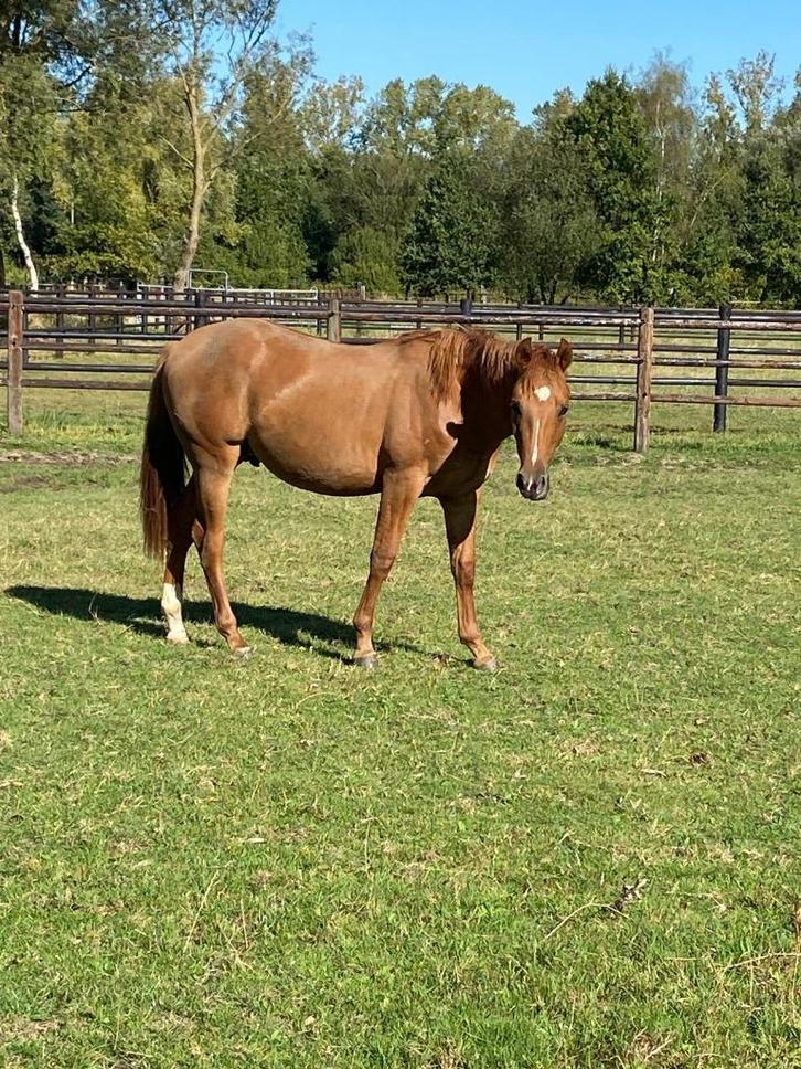 Quarter jaarling, Dieren en Toebehoren, Paarden, Hengst, Onbeleerd, Minder dan 160 cm, 0 tot 2 jaar, Westernpaard, Met stamboom