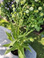 Commelina Tuberosa, Ophalen, Halfschaduw