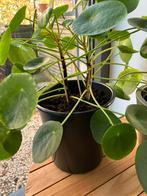 Grote pannenkoeken plant, Huis en Inrichting, Kamerplanten, Ophalen