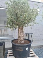 Olijfboom Olea Europaea, Tuin en Terras, Planten | Bomen, Ophalen, Olijfboom