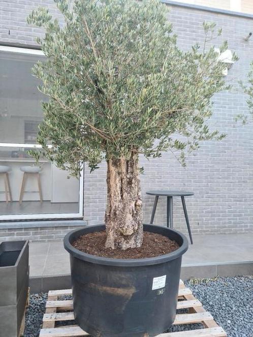 Olijfboom Olea Europaea, Tuin en Terras, Planten | Bomen, Olijfboom, Ophalen