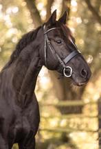 Springpaard te koop, Dieren en Toebehoren, Springpaard, Met stamboom, M, Hengst