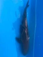 Japanse koi Chagoi, Dieren en Toebehoren, Karper of Koi