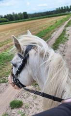 Stalling / weidegang paarden, Weidegang, 2 of 3 paarden of pony's