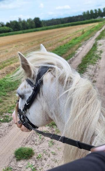 Stalling / weidegang paarden beschikbaar voor biedingen