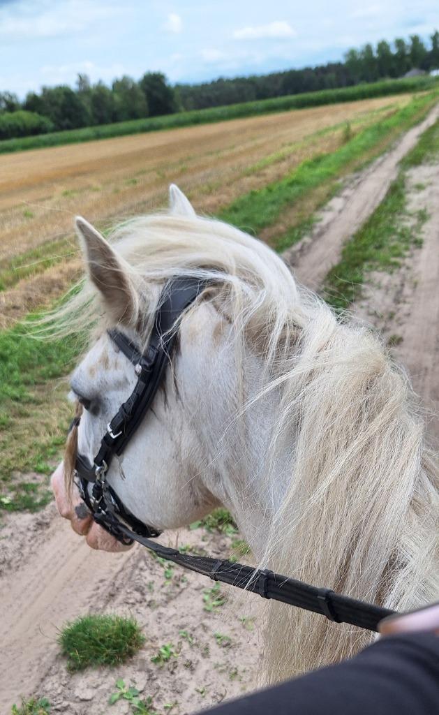 Stalling / weidegang paarden, Dieren en Toebehoren, Stalling en Weidegang, Stalling, Weidegang, 2 of 3 paarden of pony's