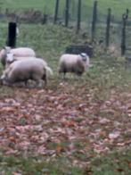 Ooien, Dieren en Toebehoren, Vrouwelijk, Schaap, 0 tot 2 jaar