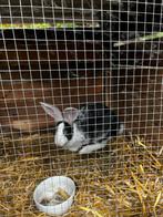Rammelaar te koop of ruilen, Dieren en Toebehoren, Konijnen, Mannelijk, Groot, 0 tot 2 jaar
