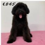 Pomapoo (teefje) puppy te koop, 15 weken tot 1 jaar, Buitenland, Eén hond, Overige rassen