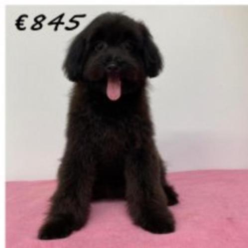 Pomapoo (teefje) puppy te koop, Dieren en Toebehoren, Honden | Chihuahua's en Gezelschapshonden, Teef, Overige rassen, Handelaar