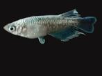 Mariage Kissing Wide-fin (Emerald-fin), Oryzias latipes var, Vis, Zoetwatervis, Schoolvis