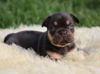 Franse Bulldog pups Choco-tan, Dieren en Toebehoren, Honden | Bulldogs, Pinschers en Molossers, België, CDV (hondenziekte), 8 tot 15 weken