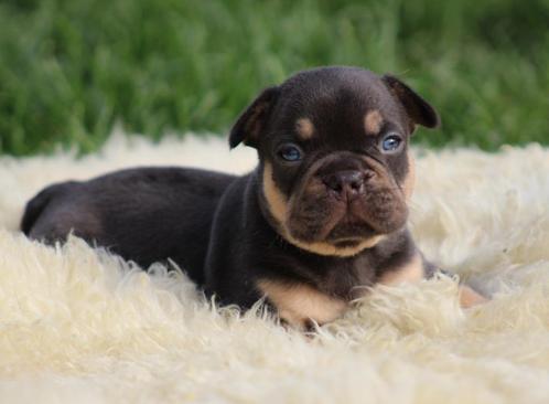 Franse Bulldog pups Choco-tan, Dieren en Toebehoren, Honden | Bulldogs, Pinschers en Molossers, Meerdere dieren, Bulldog, Fokker | Professioneel