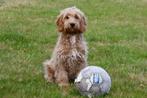 Cockapoo reutje te koop, 15 weken tot 1 jaar, Buitenland, CDV (hondenziekte), Eén hond