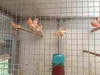 kanaries, Dieren en Toebehoren, Kleurkanarie