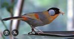 Zilveroor nachtegaal, Dieren en Toebehoren, Vogels | Overige Vogels, Mannelijk, Geringd