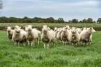 AANKOOP van schapen rammen / ooien / lammeren, Dieren en Toebehoren