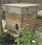 Colonie d'abeilles de Carnica