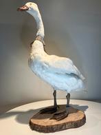 Coscoroba zwaan taxidermie, Enlèvement