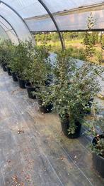 Osmanthus, Tuin en Terras, Planten | Struiken en Hagen, Ophalen