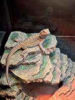 Baardagaam grijze transulent, Dieren en Toebehoren, Amfibie, Tam, 0 tot 2 jaar