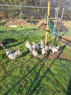 Hanen britisch araucana, Dieren en Toebehoren, Pluimvee