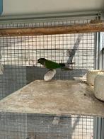 2 pyrrhura's, Dieren en Toebehoren, Vogels | Parkieten en Papegaaien, Meerdere dieren, Papegaai
