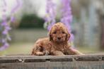 Cockapoo, Dieren en Toebehoren, CDV (hondenziekte), België, Overige rassen, 8 tot 15 weken