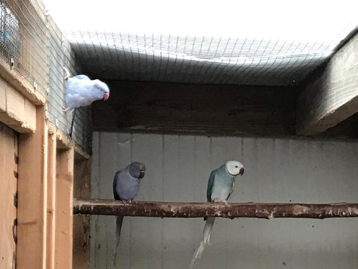 Parkieten, Dieren en Toebehoren, Vogels | Parkieten en Papegaaien
