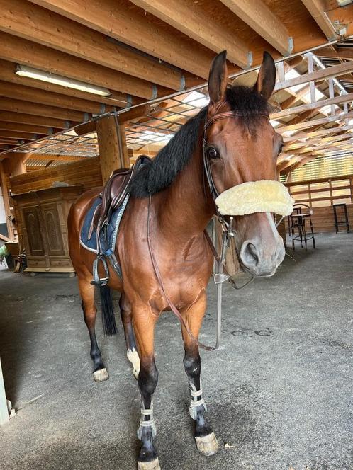 5jarig springpaard, Animaux & Accessoires, Chevaux, Hongre, L, 160 à 165 cm, 3 à 6 ans, Cheval de saut, Avec pedigree, Avec puce électronique