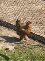 Jonge Brahma kippen en hanen, Dieren en Toebehoren, Pluimvee, Meerdere dieren, Kip