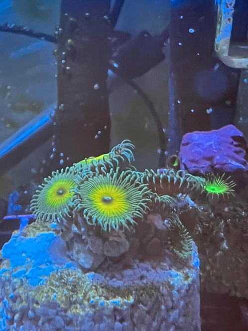 palythoa captain jerk, Dieren en Toebehoren, Vissen | Aquariumvissen