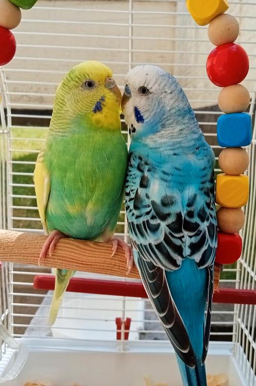 2 parkieten met kooi, Dieren en Toebehoren, Vogels | Parkieten en Papegaaien, Parkiet, Meerdere dieren
