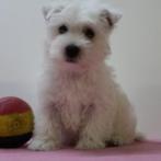 Westy pups te koop (Belgisch), Dieren en Toebehoren, Honden | Jack Russells en Terriërs, België, CDV (hondenziekte), 8 tot 15 weken
