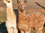 Prachtig alpaca harlekijn hengstje, Dieren en Toebehoren, Overige Dieren, Augustus, Mannelijk