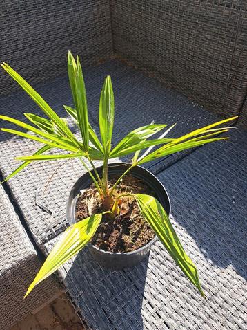 trachycarpus fortunei - 3 jaar +/- 40 tot 50 cm hoogte beschikbaar voor biedingen