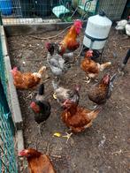13 kippen( 12 hennen 1 haan), Dieren en Toebehoren