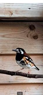 To koop Kastanjeruglijster koppel 2025, Dieren en Toebehoren, Vogels | Overige Vogels