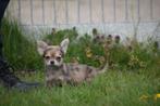 Chihuahua pup, België, 8 tot 15 weken, Meerdere, Meerdere dieren