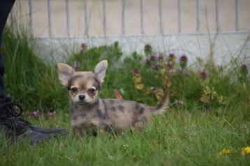 Chihuahua pup beschikbaar voor biedingen