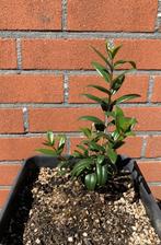 Mirte Plantjes / Mirto Bessen, Ophalen
