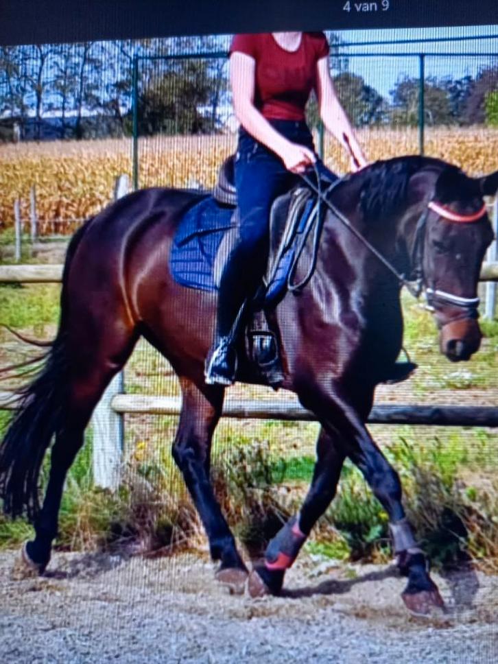 unieke kans hoog drachtige dressuurmerrie, Dieren en Toebehoren, Paarden, Merrie, M, 160 tot 165 cm, 11 jaar of ouder, Dressuurpaard