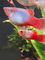 Gratis op te halen .platy's ongeveer 15 stuks