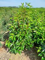 Prunus lusitanica, Tuin en Terras, Ophalen