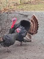 Kalkoenen ronquire, Dieren en Toebehoren, Meerdere dieren, Kalkoen