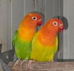 4-4 Fischeri opaline pale fallow 2024, Animaux & Accessoires