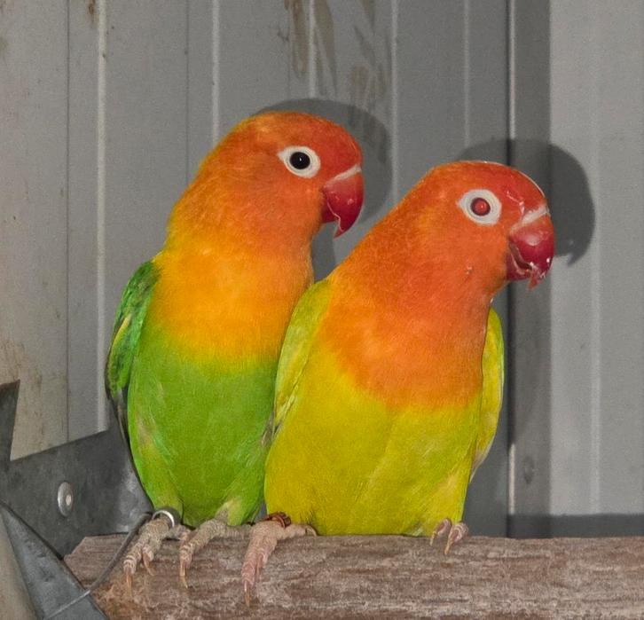 4-4 Fischeri opaline pale fallow 2024, Animaux & Accessoires, Oiseaux | Perruches & Perroquets