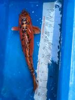 55 cm koi, Karper of Koi