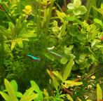 Neon kardinalen - stuk of 5-6, Dieren en Toebehoren